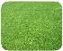 Sementes - azevém perene (phd ryegrass)